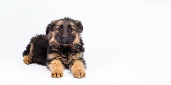 Un cachorro pastor alemán posando sobre un fondo blanco —  Fotos de Stock