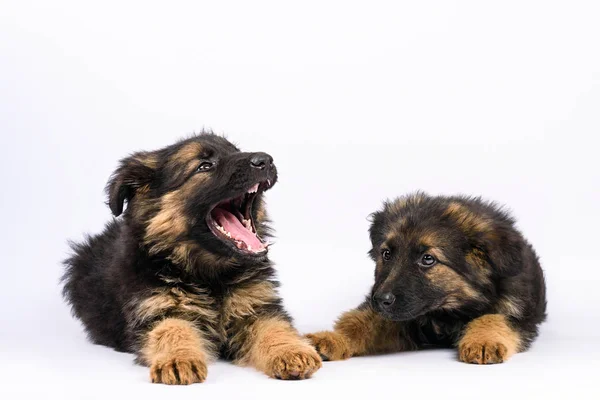 Dos cachorro pastor alemán posando sobre un fondo blanco — Foto de Stock