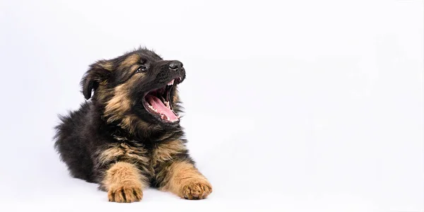 Un cachorro pastor alemán posando sobre un fondo blanco — Foto de Stock