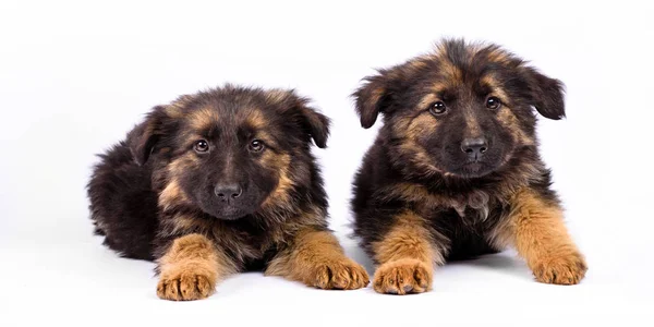 Twee Duitse herder pup poseren op een witte achtergrond — Stockfoto