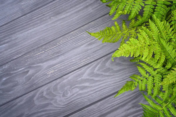 Grön ormbunke lämnar på grå ek trä bakgrund med kopia utrymme — Stockfoto