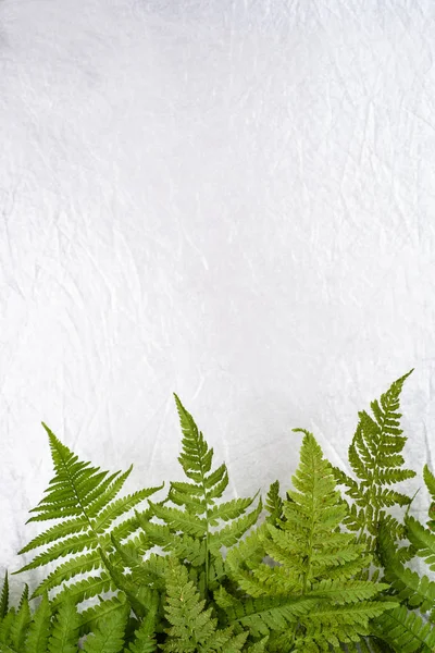 Green fern leaves on white background with copy space — Stock Photo, Image