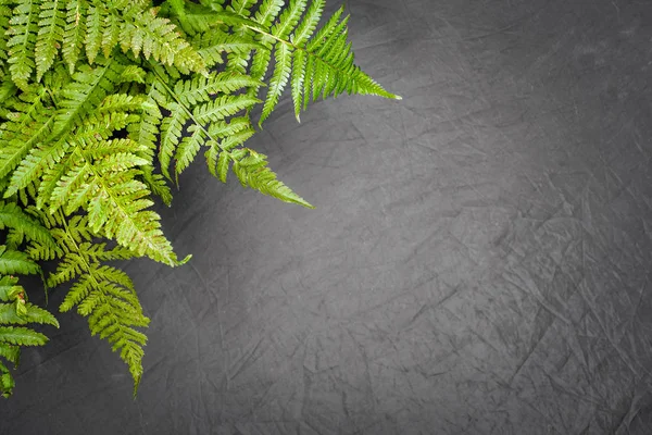 Folhas de samambaia verde no fundo cinza com espaço de cópia — Fotografia de Stock