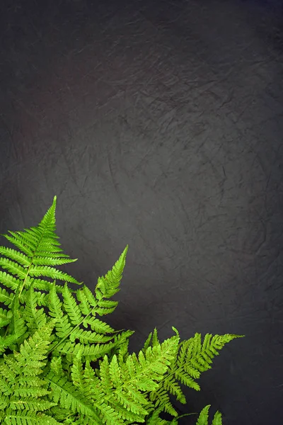 Hojas de helecho verde sobre fondo gris con espacio para copiar — Foto de Stock