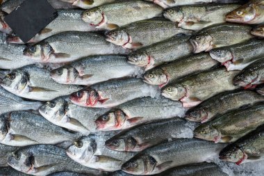 Süpermarket, üstten görünüm vitrinde buza taze balık
