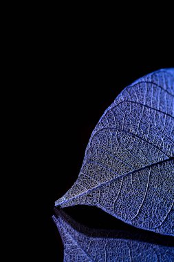 Mevsimlik arka plan, iskelet yapraklarda yakın çekim