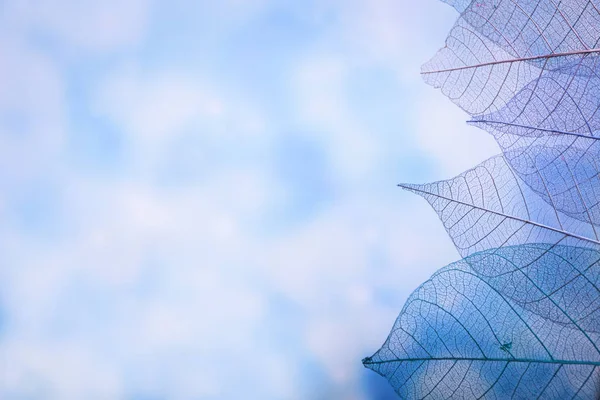 Scheletro foglie su sfondo azzurrato, primo piano — Foto Stock