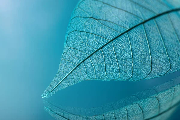Skelet bladeren op blured achtergrond, close-up — Stockfoto