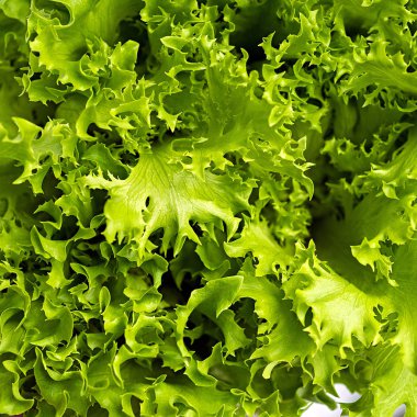 . marul salatası yeşil arka planda, üstten görünüm.