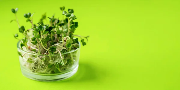 Green vegetables concept. micro greens on green background