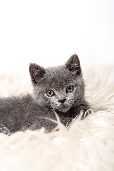 Small british kitten on the sheep clothing — Stock Photo, Image