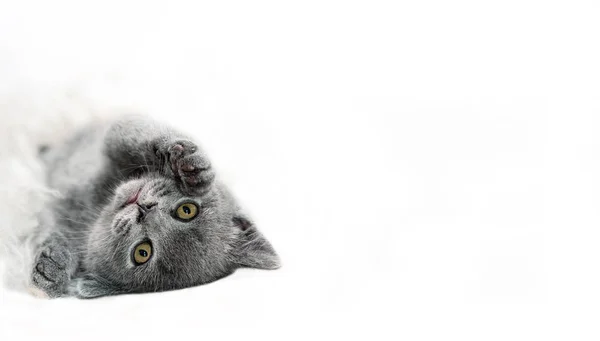 Маленький британский котенок на овечьей одежде — стоковое фото