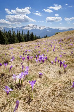 Alp Dağları'nda Bahar, çiğdemler çiçeği