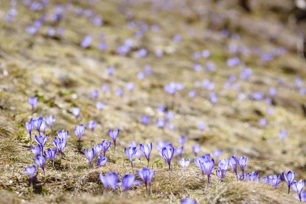 アルプスの山々 で春にクロッカスの花 — ストック写真
