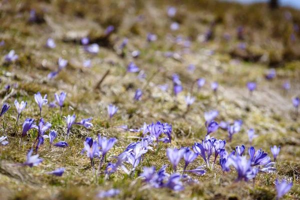 Flor de crocos na primavera nas montanhas dos Alpes — Fotografia de Stock