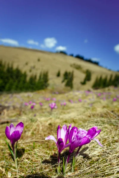 Flor de crocos na primavera nas montanhas dos Alpes — Fotografia de Stock