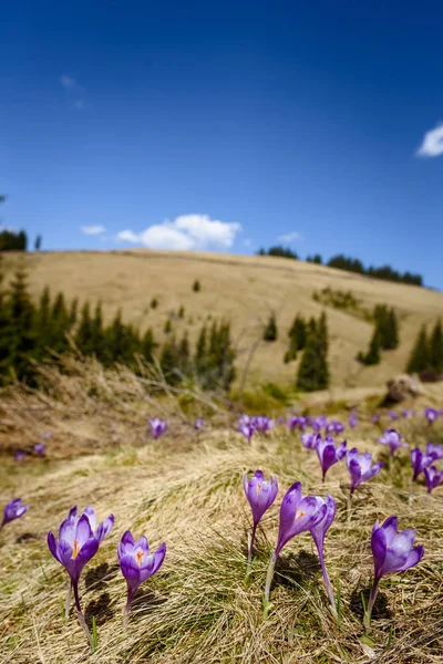 Blossom of crocuses at spring in Alps mountains — Stock Photo, Image