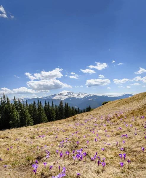 Flor de crocos na primavera nas montanhas dos Alpes — Fotografia de Stock