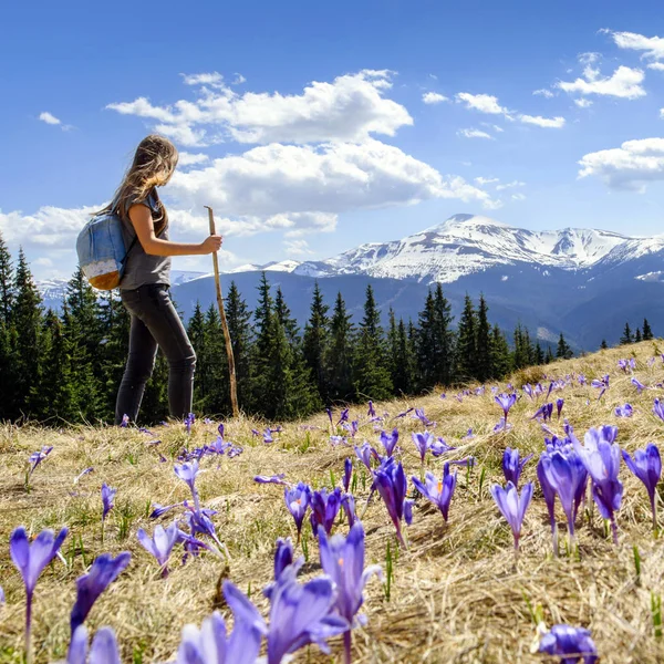 Jovem mulher nas montanhas, e crocos na vista superior, conceito de primavera — Fotografia de Stock