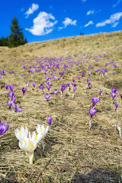 Flor de crocos na primavera nas montanhas dos Alpes — Fotografia de Stock