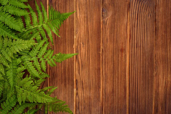 Grön ormbunke lämnar på brun ek trä bakgrund med kopia utrymme — Stockfoto