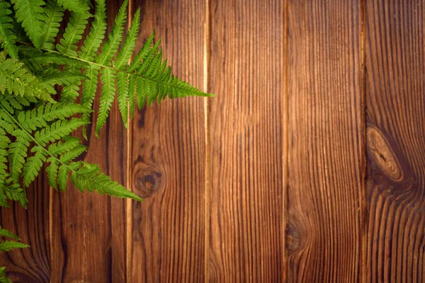 Green fern leaves on brown oak wood background with copy space — Stock Photo, Image