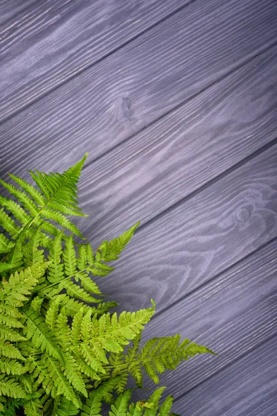 Hojas de helecho verde sobre fondo de madera gris con espacio para copiar — Foto de Stock