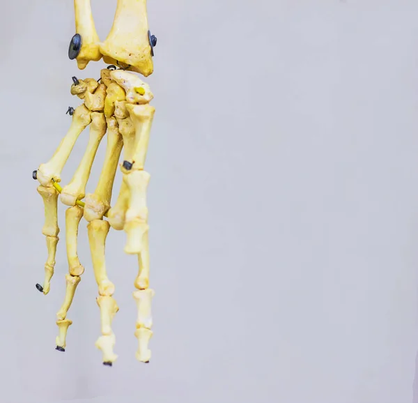 Суставная Кость Запястья Показывает Анатомию Человеческой Руки Белом Фоне — стоковое фото