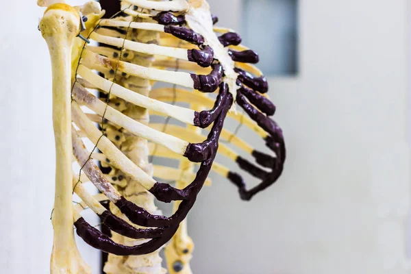 Articulado Costela Gaiola Ossos Mostrando Anatomia Tórax Humano Fundo Branco — Fotografia de Stock