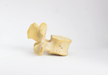 metin için yer ile beyaz arka plan izole insan lomber vertebra yan görünüm