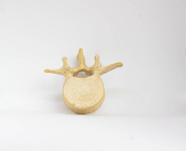 metin için yer ile beyaz arka plan izole insan lomber vertebra üstten görünüm