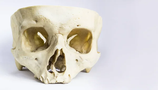 insan kafatası kemik kasanın kafatası ve çene kemiği içinde izole beyaz arka plan olmadan önden anatomik görünümü