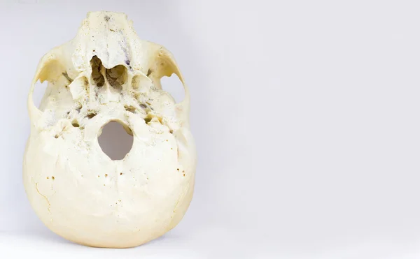 Vista Inferior Base Del Cráneo Humano Mostrando Maxilar Foramen Magnum —  Fotos de Stock