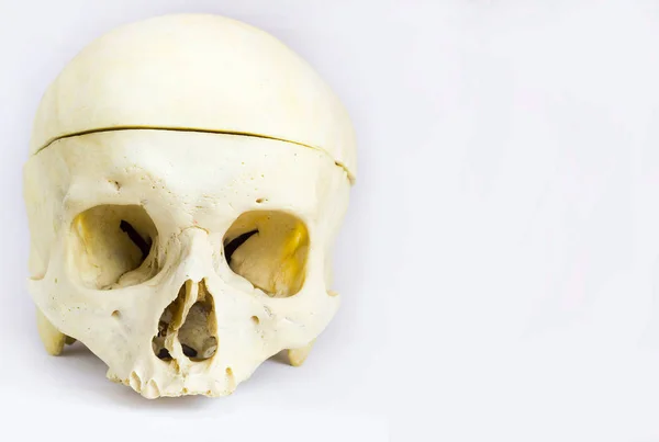 人颅骨的前解剖观与颅骨的拱顶分离在孤立的白色背景下与无下颌骨分开的文本 — 图库照片