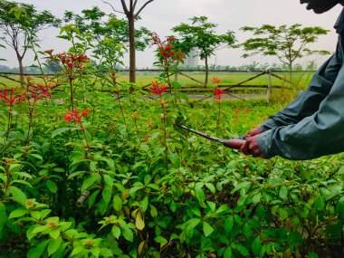 budama kırpma yeşil çalılar ve kırmızı çiçekler ve çim Bahçe makasla kesme eller