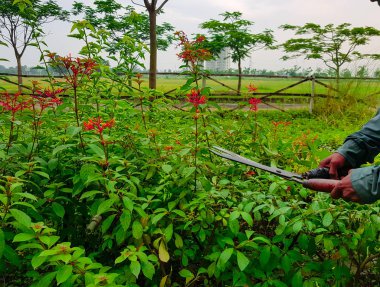 budama kırpma yeşil çalılar ve kırmızı çiçekler ve çim Bahçe makasla kesme eller