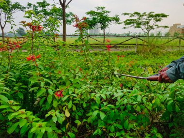 budama kırpma yeşil çalılar ve kırmızı çiçekler ve çim Bahçe makasla kesme eller
