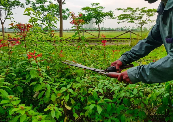 budama kırpma yeşil çalılar ve kırmızı çiçekler ve çim Bahçe makasla kesme eller