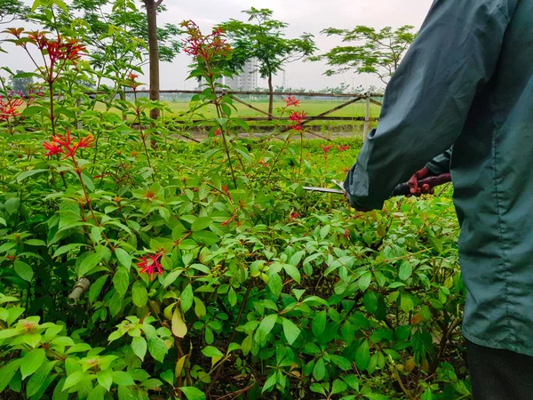 budama kırpma yeşil çalılar ve kırmızı çiçekler ve çim Bahçe makasla kesme eller