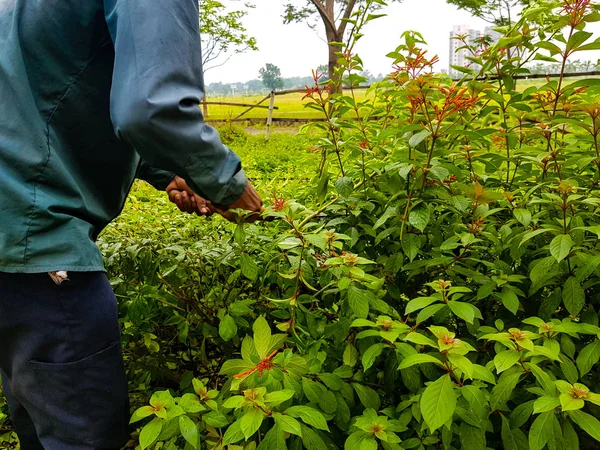 budama kırpma yeşil çalılar ve kırmızı çiçekler ve çim Bahçe makasla kesme eller