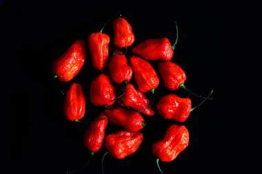 Kırmızı Bhoot Jolokia baharatlı hayalet demet izole siyah arka plan metin için yer ile biber