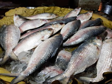 Beş nokta ringa balığı, Hilsa Kelee shad Tenualosa ilisha balıklar buzda balık pazarında simli ölçek ile Satılık