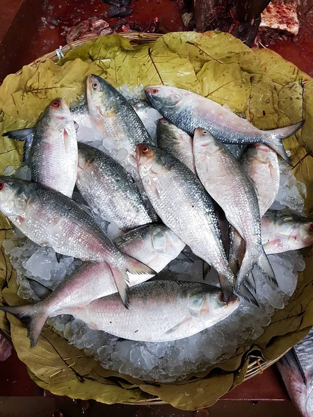 五点鲱鱼 Kelee Tenualosa Ilisha 鱼在冰上出售 有银色鳞片的鱼类市场 — 图库照片