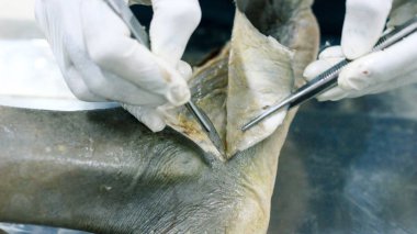 Patolojisi neşter makas ve forseps kesme deri kullanarak ayak gösterilen bir kadavra anatomi diseksiyon kapak ifşa önemli yapıları arterler damarlar sinirler