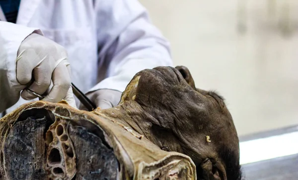 Disección Anatomía Forense Cadáver Con Área Cabeza Cuello — Foto de Stock