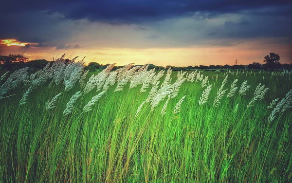 White Kash Plant Kans Grass Bloomed Green Fields Red Blue — Stock Photo, Image