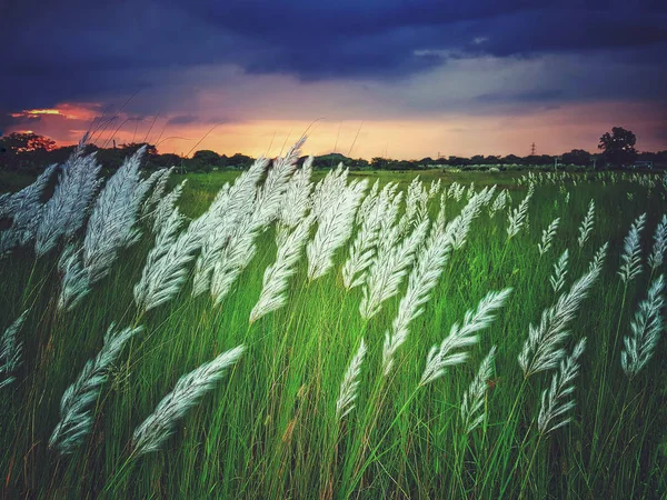 White Kash Plant Kans Grass Bloomed Green Fields Red Blue — Stock Photo, Image