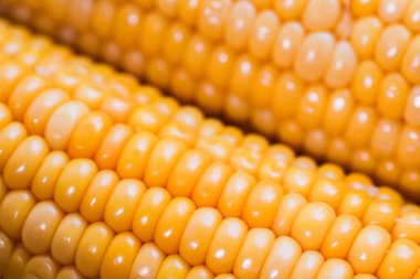 sarı mısır sapı yakın çekim fotoğraf ahşap arka planda