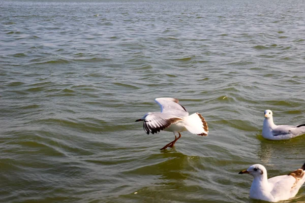 Heuglin Gull Siberian Gull Migrated Siberian Bird Ganges River Allahabad — Stock Photo, Image