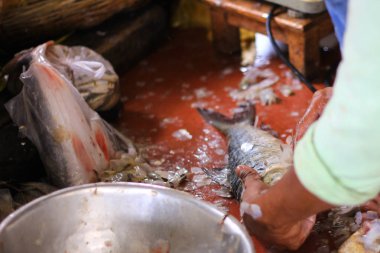 balıkçı Satılık balık kazıma